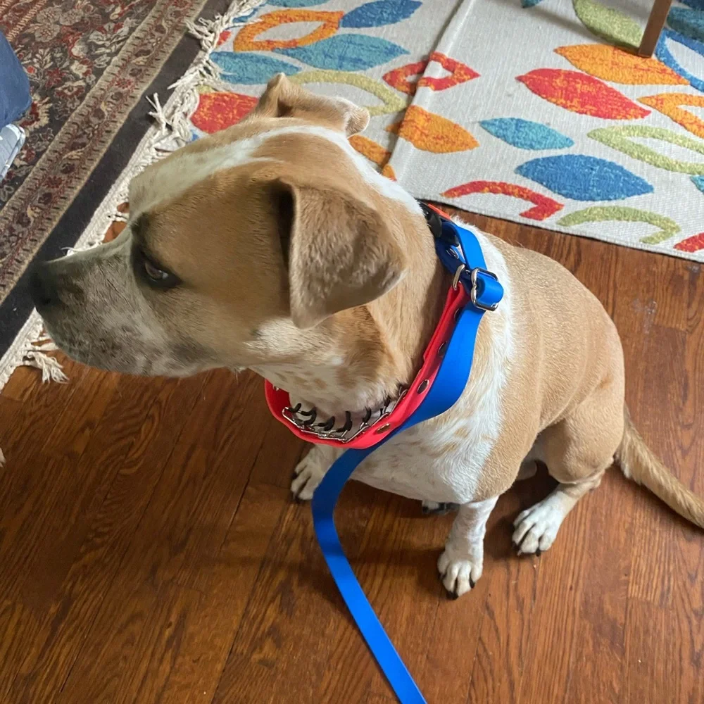Prong Training Collar with attached leash